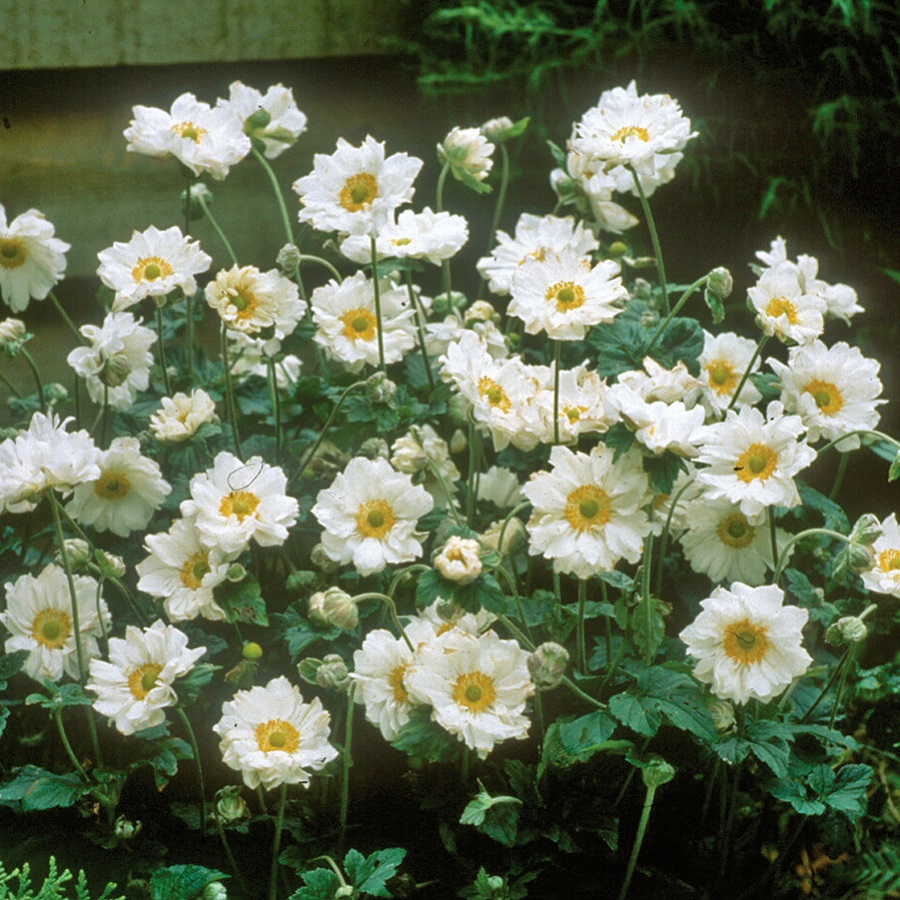 Anemone 'Whirlwind'