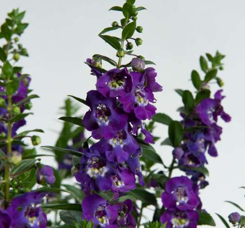 Angelonia 'Alonia Big Bicolor Blue'
