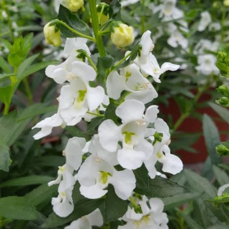 Angelonia 'Alonia Big Snow'	