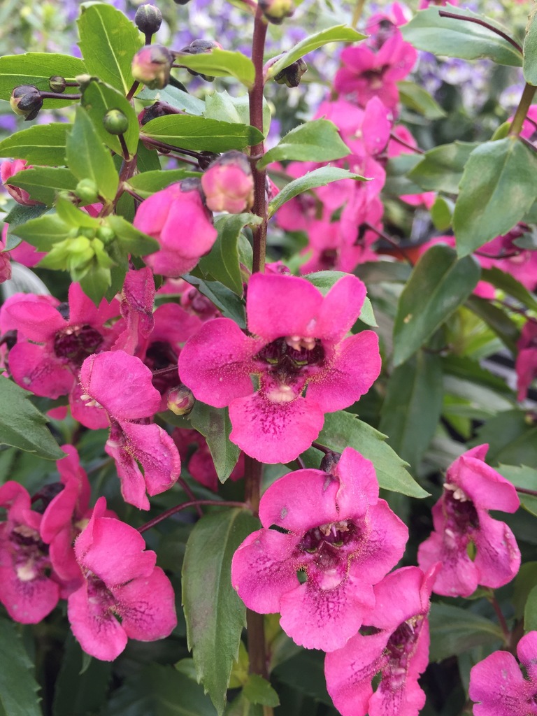  Angelonia Angelface 'Perfectly Pink'