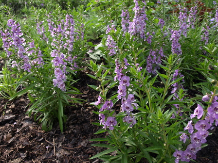 Angelonia Angelface 'Steel Blue'