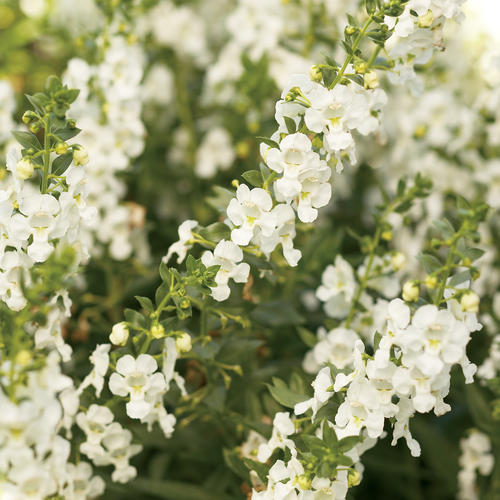 Angelonia Angelface Super White