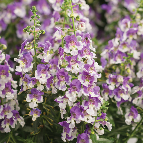 Wedgwood Blue Angelonia