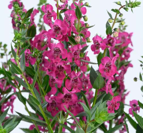 Plants & Products | Annuals
