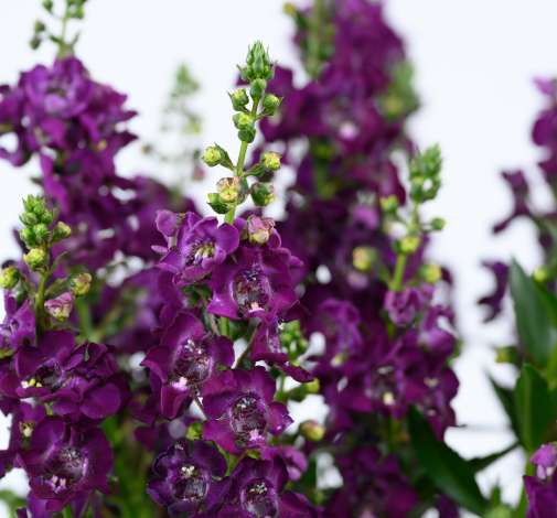 Plants & Products | Annuals