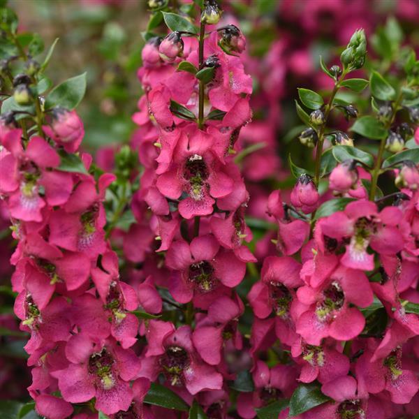 Angelonia Serenita 'Raspberry'