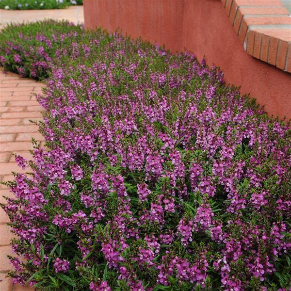 Angelonia Serenita Purple