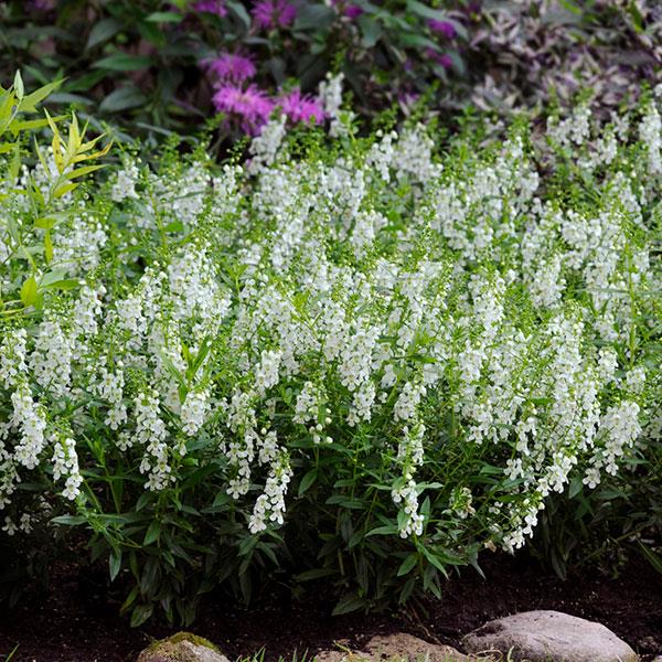 Angelonia Serenita White