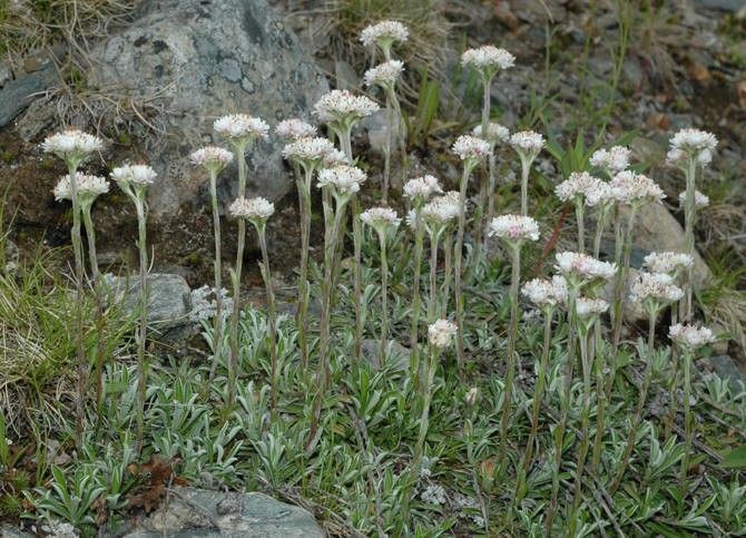 Antennaria plantaginifolia