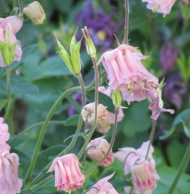 Aquilegia 'Carol Ann'