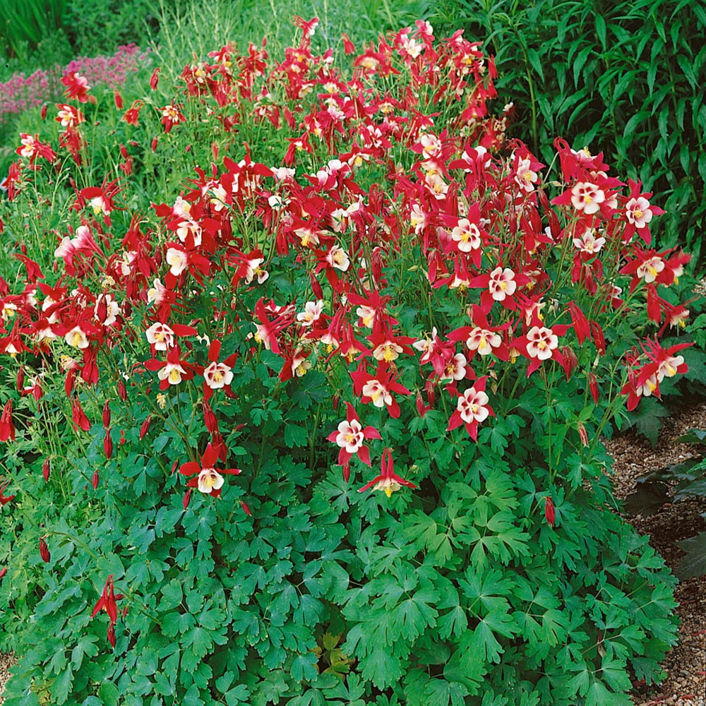 Aquilegia 'Crimson Star'