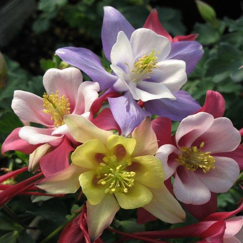 Aquilegia 'Earlybird Mix'