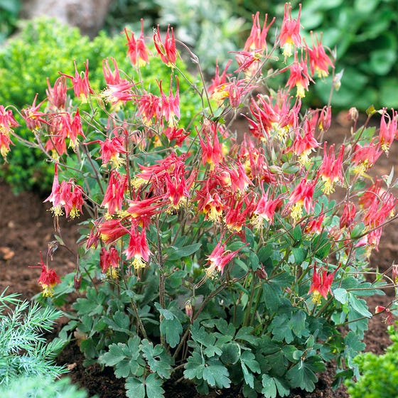 Aquilegia 'Little Lanterns'