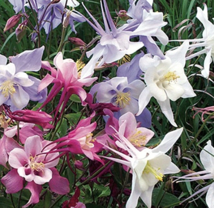 Aquilegia 'Songbird Mix'