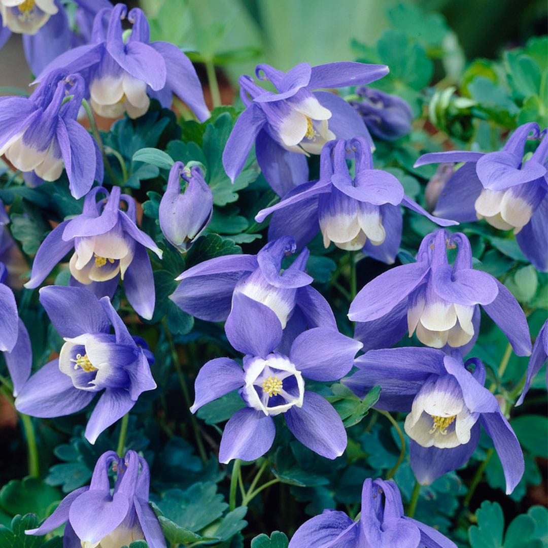 Aquilegia Spring Magic 'Blue and White'