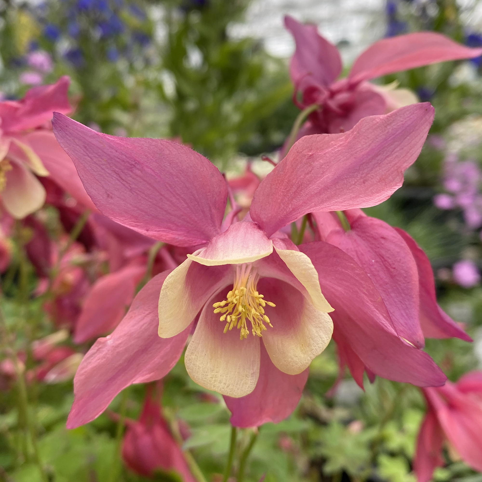 Aquilegia Spring Magic 'Rose and Ivory'