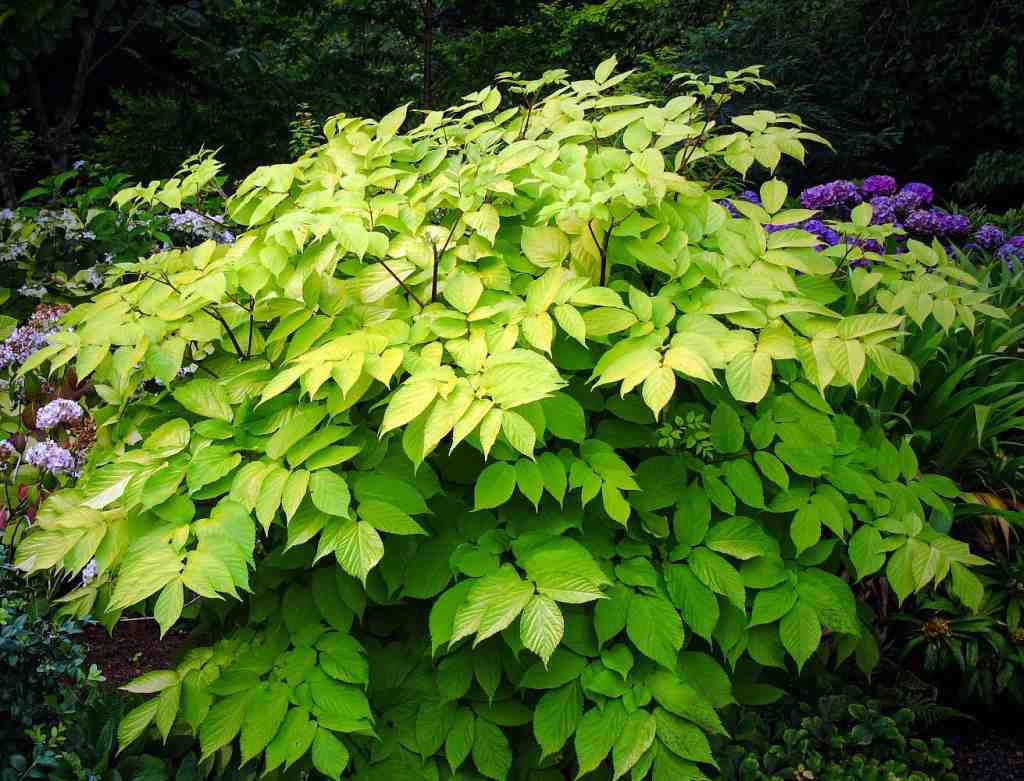 Aralia 'Sun King'