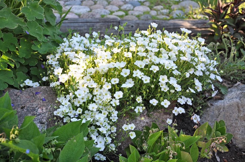 Arenaria 'Blizzard Compact'