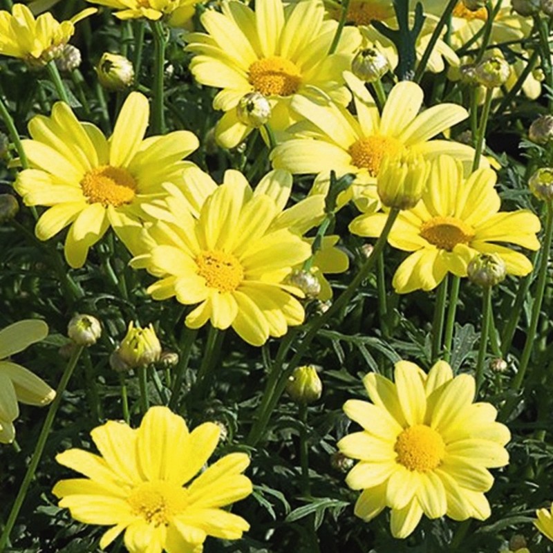 Argyranthemum 'Beauty Yellow'