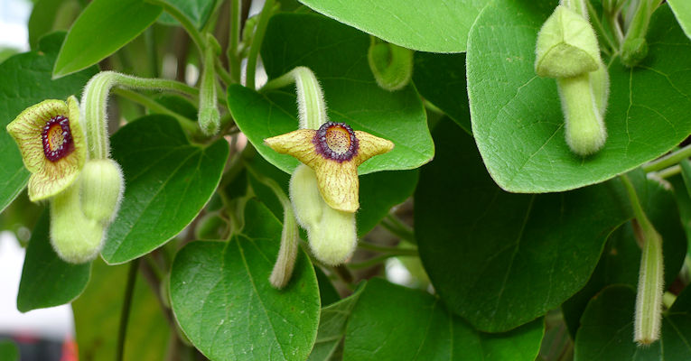 Aristolochia tomentosa
