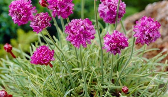 Armeria 'Nifty Thrifty'