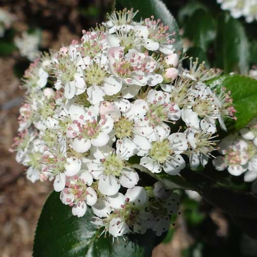 Aronia mel. 'Autumn Magic'