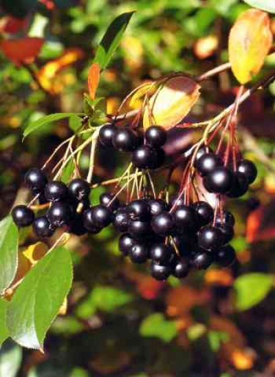 Aronia melanocarpa 'Glossy Black'