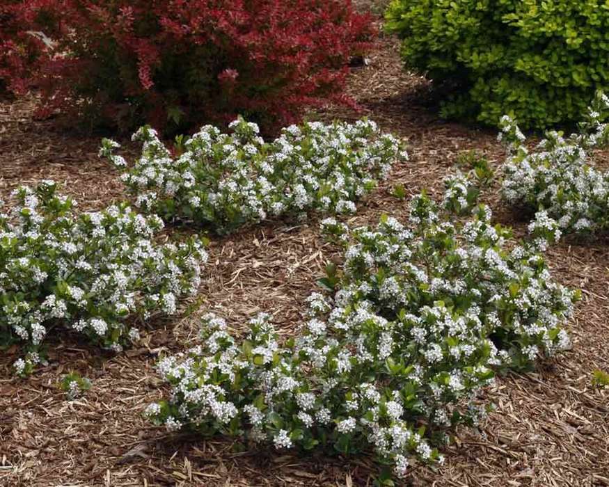 Aronia m. 'Low Scape Mound'