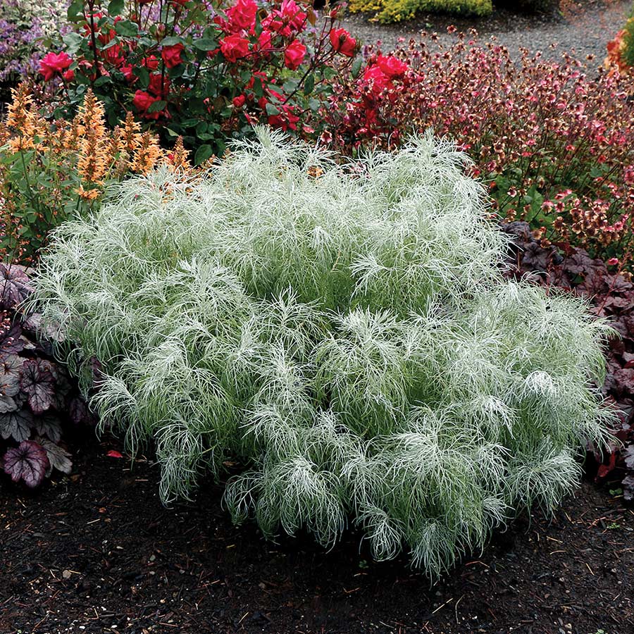 Artemisia 'Makana Silver'