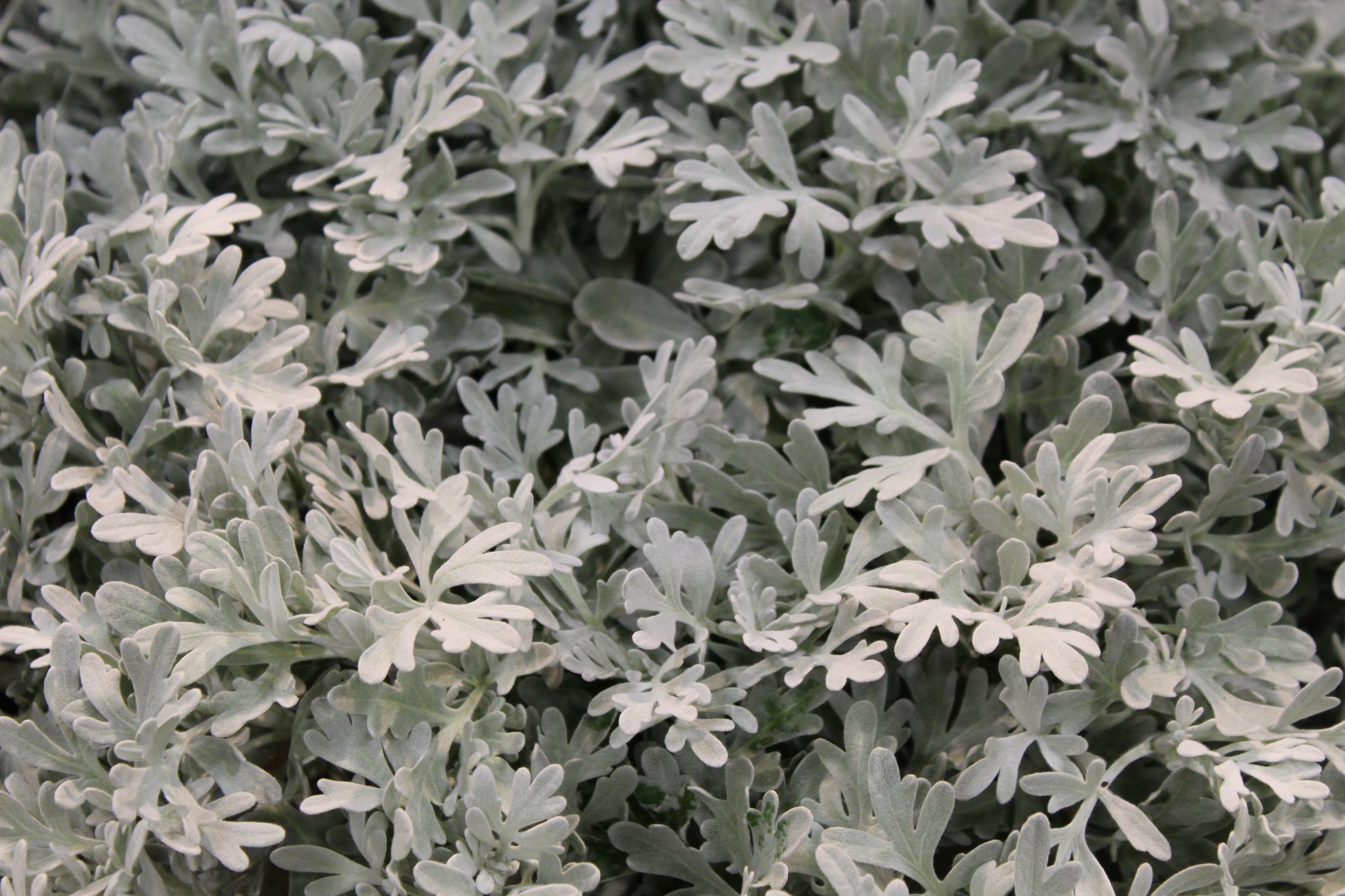 Plants & Products Annuals