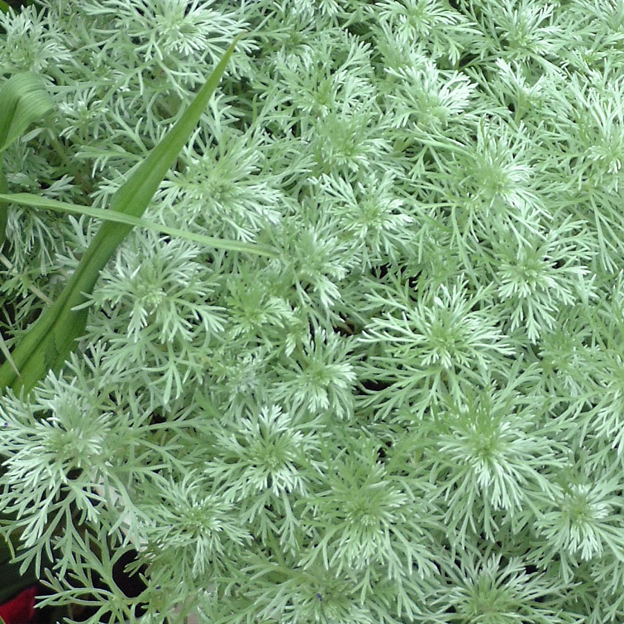 Artemisia schmidtiana 'Silver Mound'