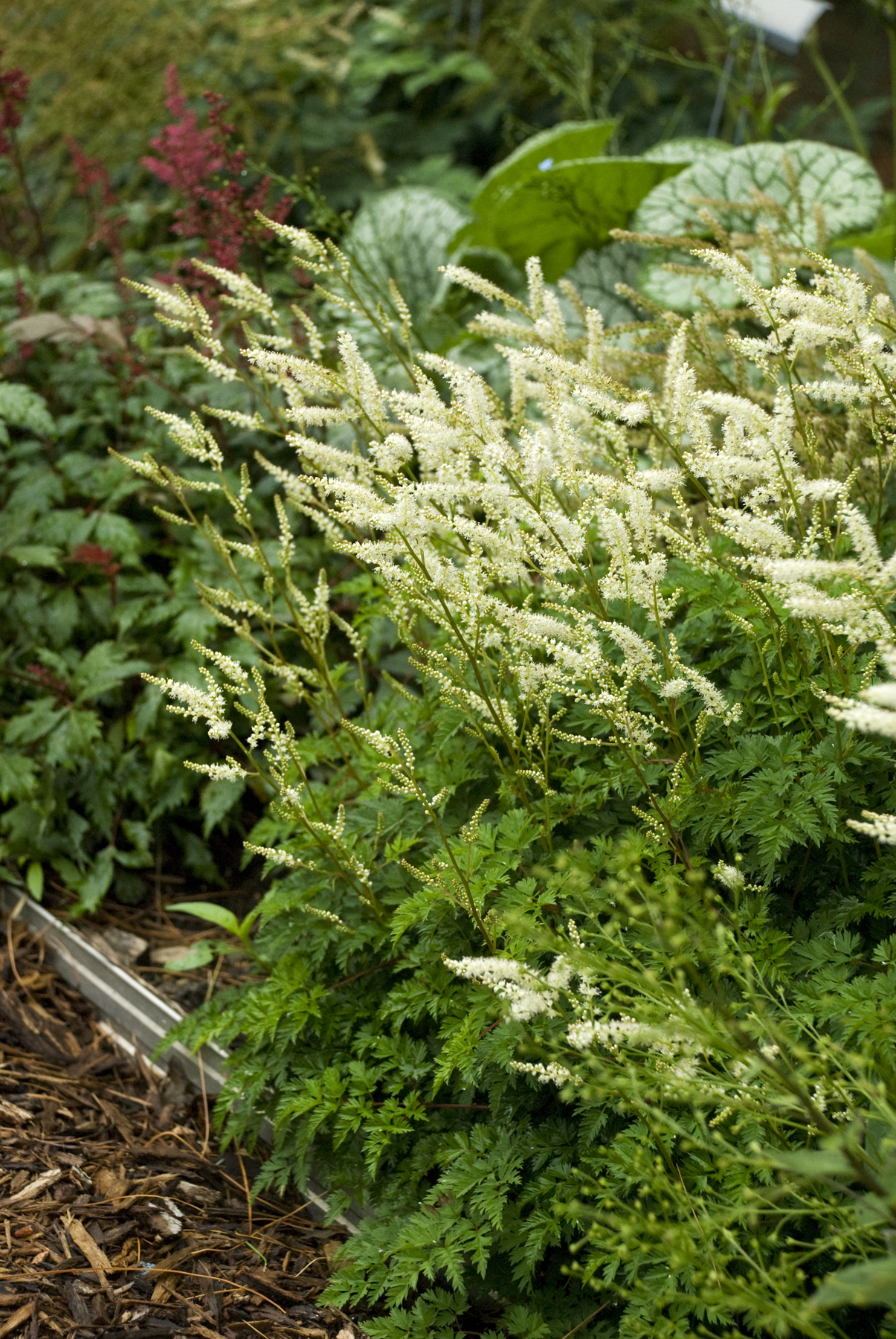 Aruncus aethusifolius