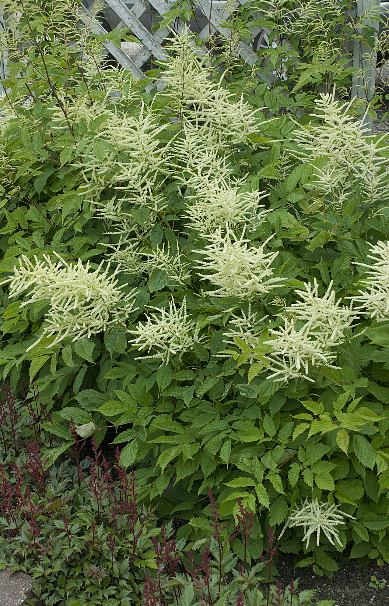 Aruncus dioicus