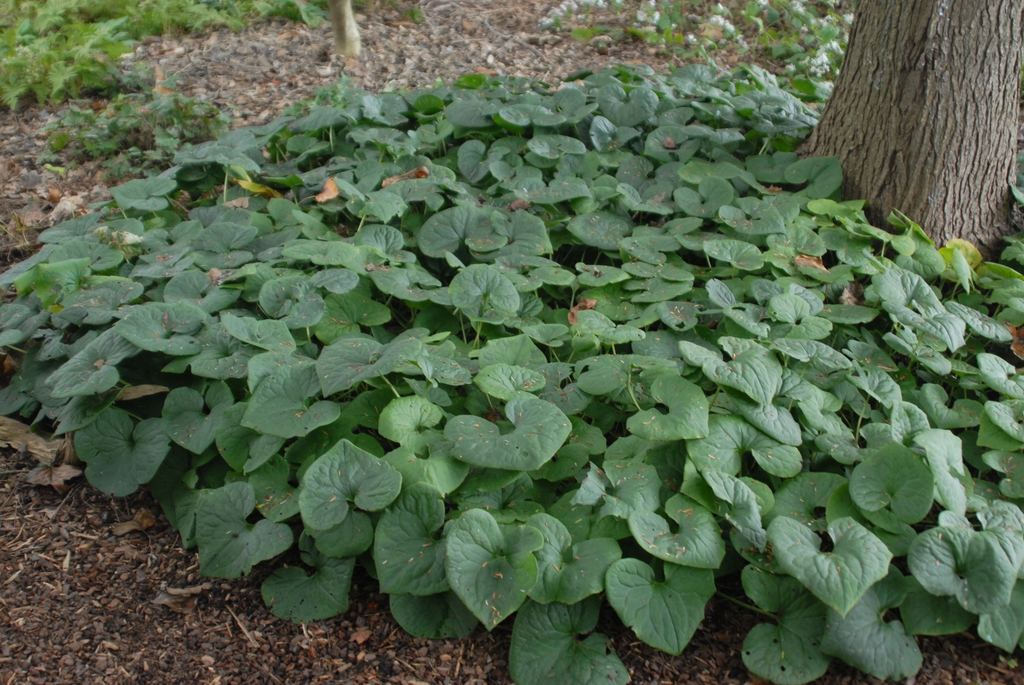 Asarum Canadense