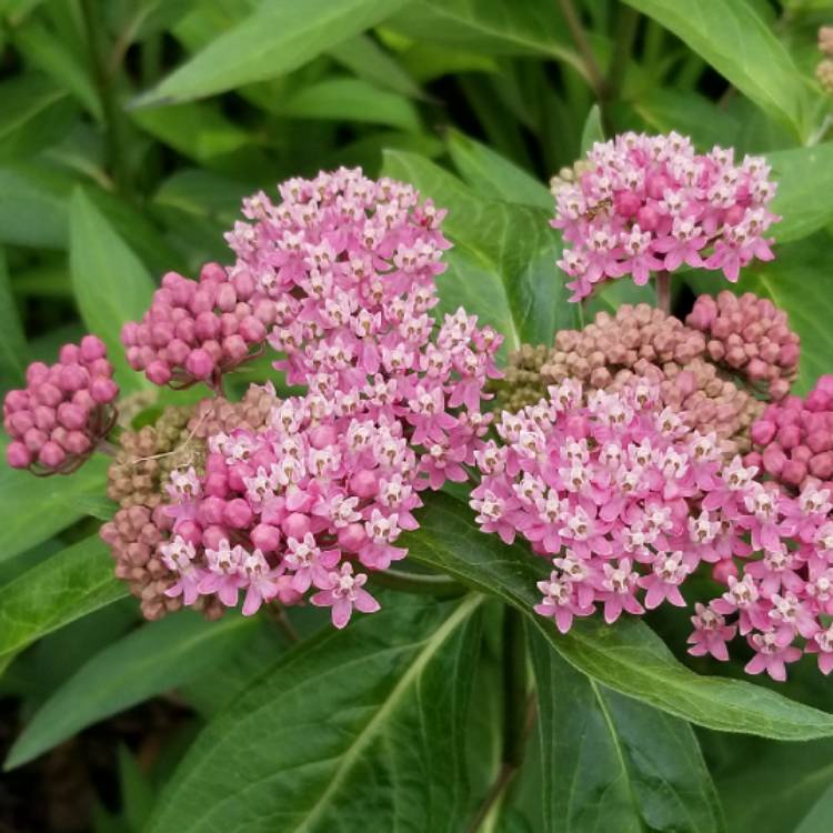 Asclepias incarnata 'Cinderella'