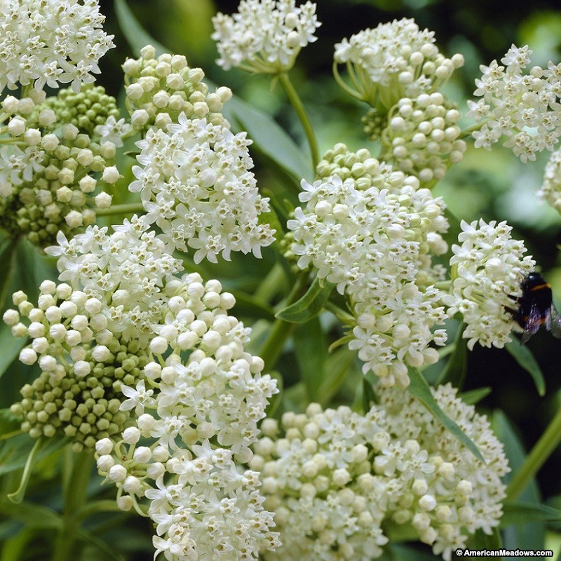 Asclepias incarnata 'Ice Ballet'