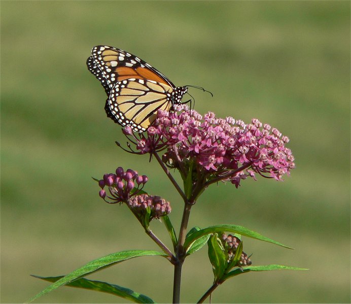 Asclepias incarnata