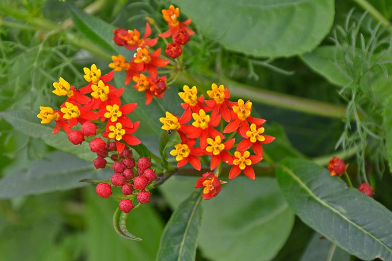 Asclepias curassavica Silky Orange