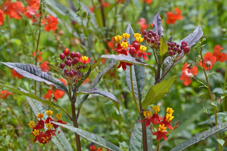 Asclepias curassavica Silky Deep Red