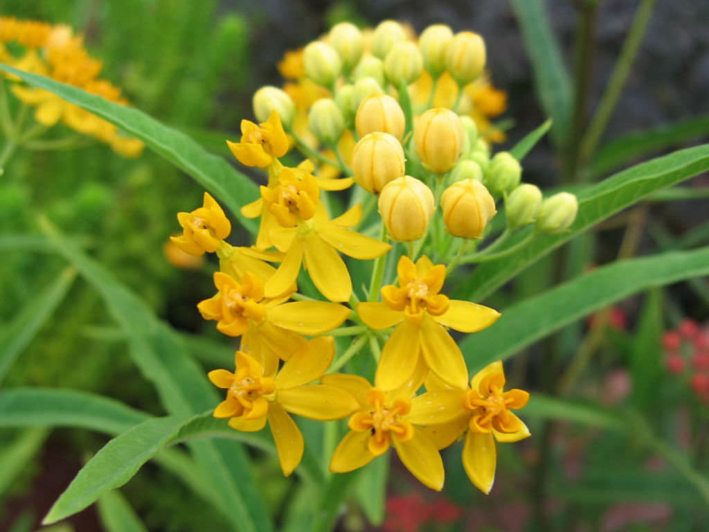 Asclepias curassavica Silky Gold