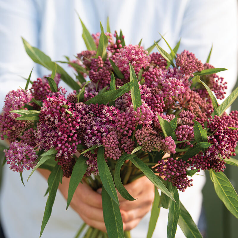 Asclepias i. 'Soulmate'