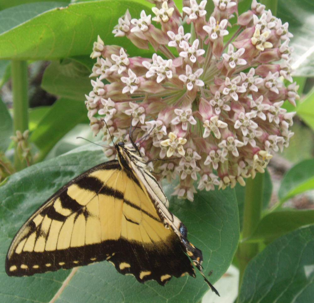 Asclepias syriaca