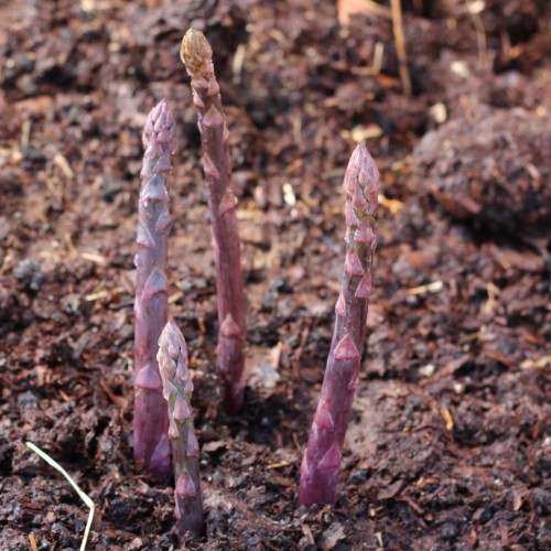 Asparagus 'Sweet Purple'