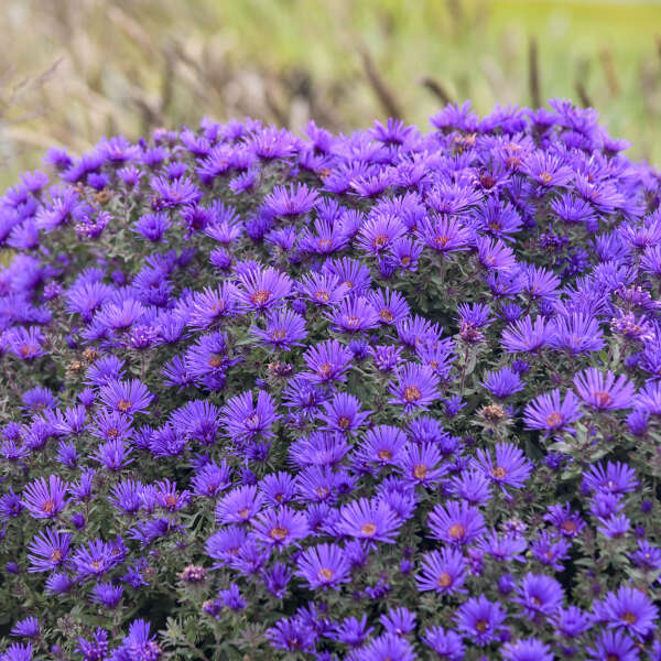 Aster 'Grape Crush'