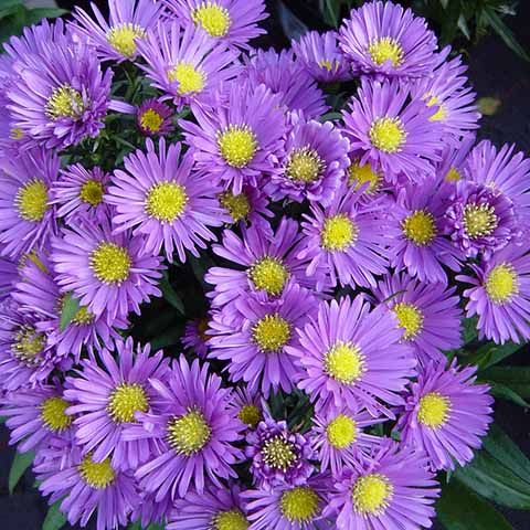 Aster Island 'Samoa'