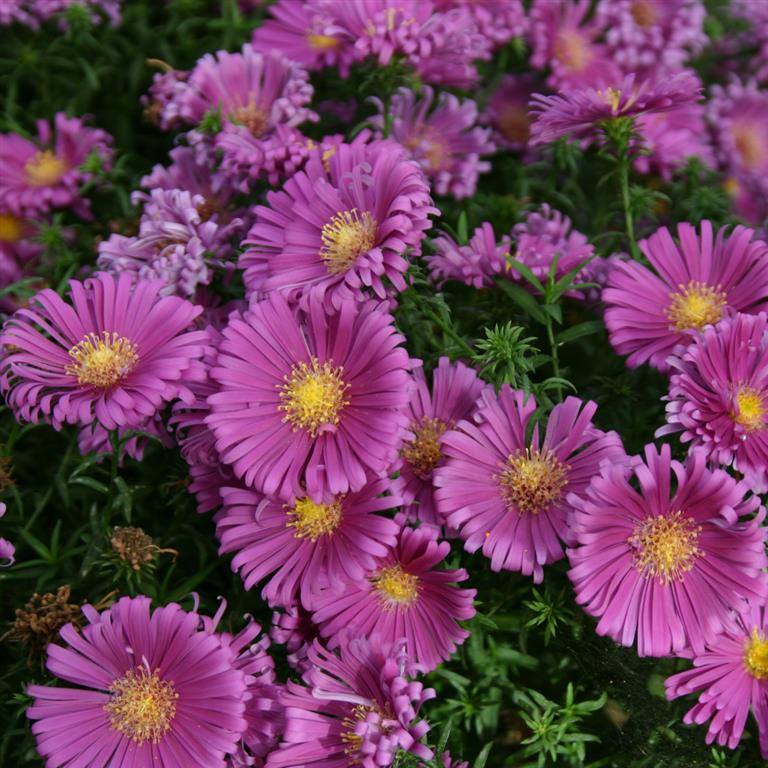 Aster Island 'Tonga'