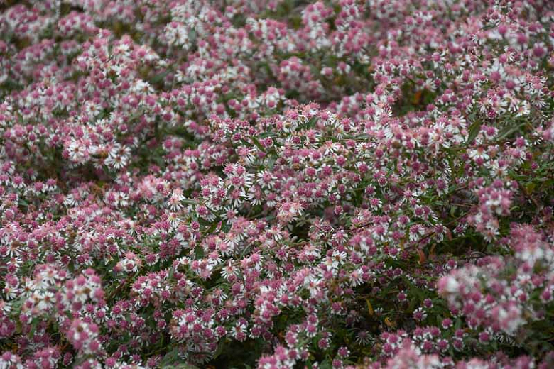 Aster lateriflorus 'Lady In Black'