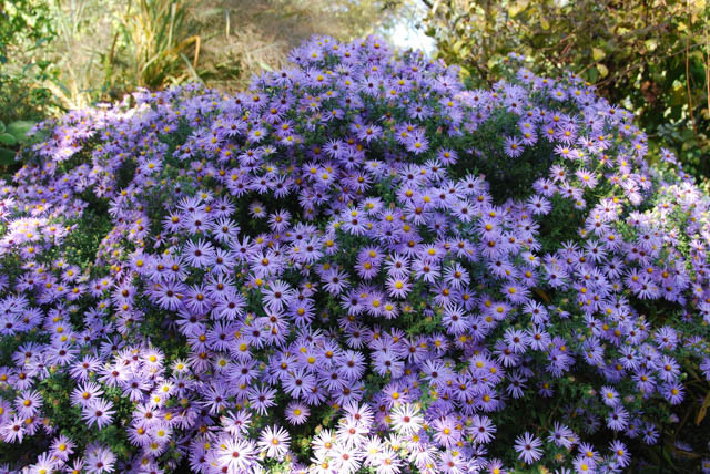 Aster 'October Skies'