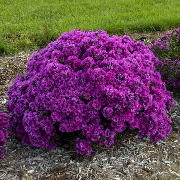 Aster 'Pink Crush'