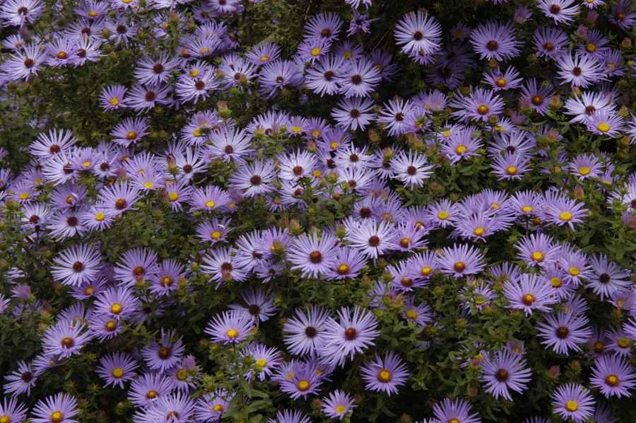 Aster oblong. 'Raydon's Favorite'
